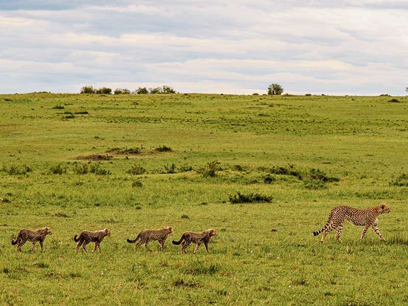 Foto Safari Afrika foto