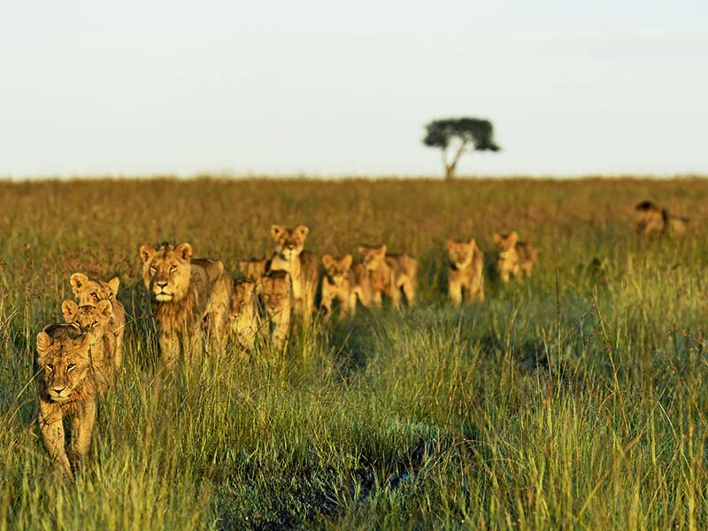 Foto Safari Afrika foto