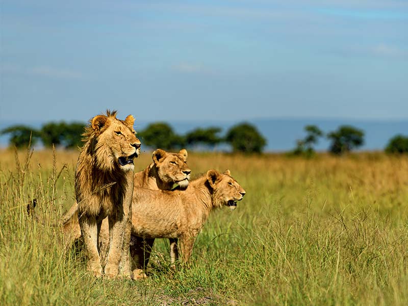 Foto Safari Afrika foto