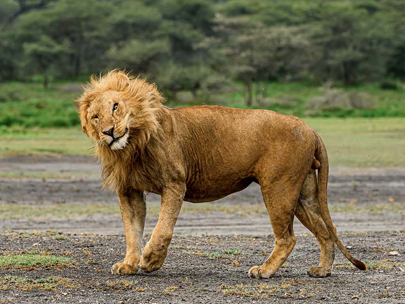 Foto Safari Afrika foto