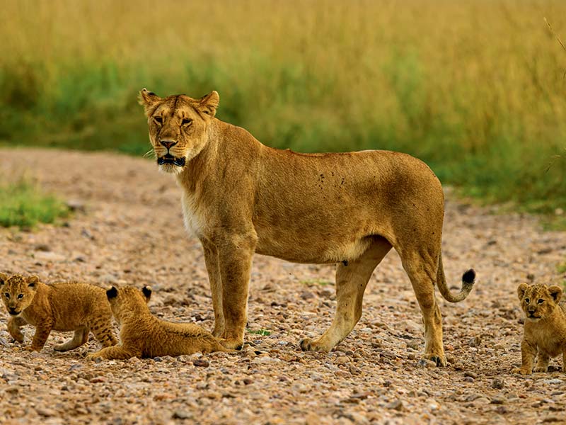 Foto Safari Afrika foto