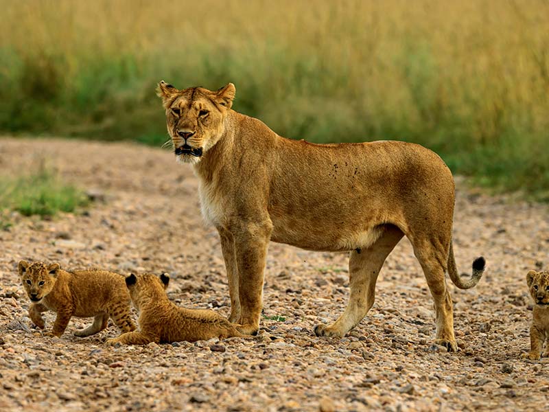 Foto Safari Afrika foto