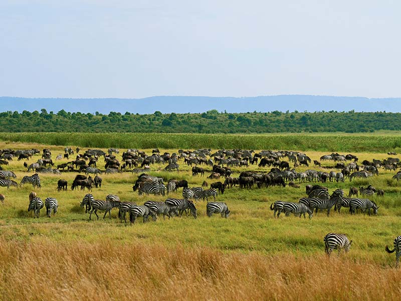 Foto Safari Afrika foto