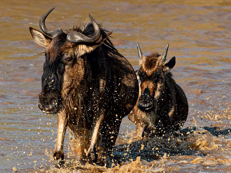 Foto Safari Afrika foto