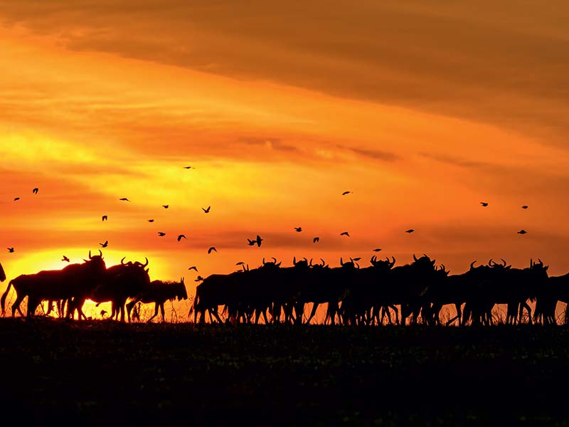 Foto Safari Afrika foto