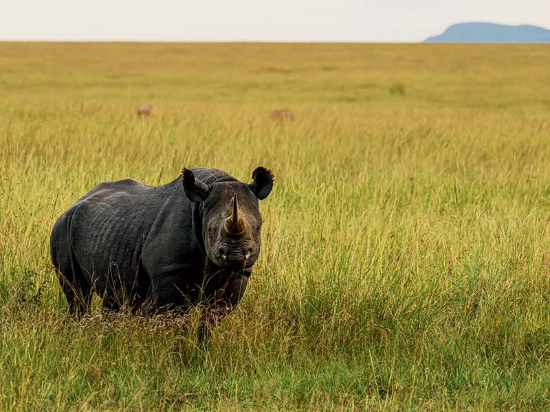 Foto Safari Afrika foto