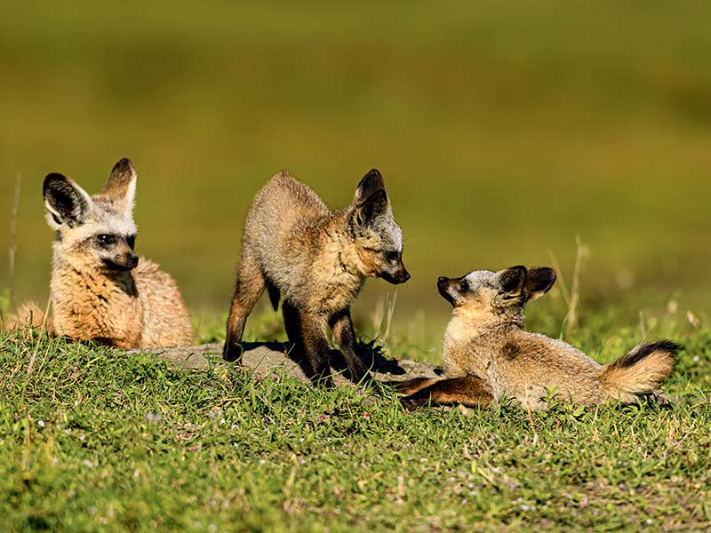 Foto Safari Afrika foto