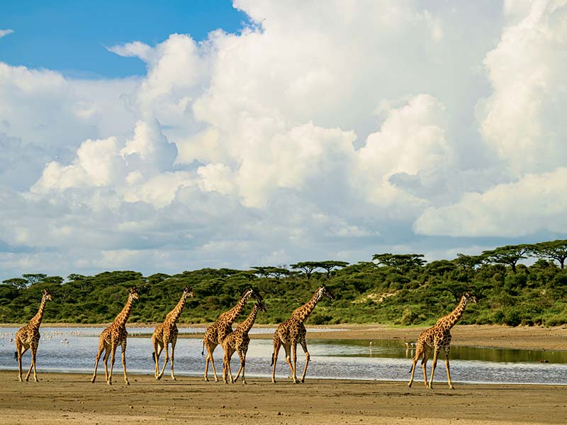 Foto Safari Afrika foto