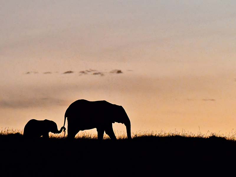 Foto Safari Afrika foto