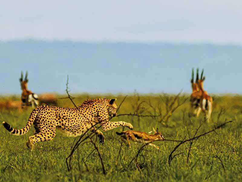 Private Safari Travel foto