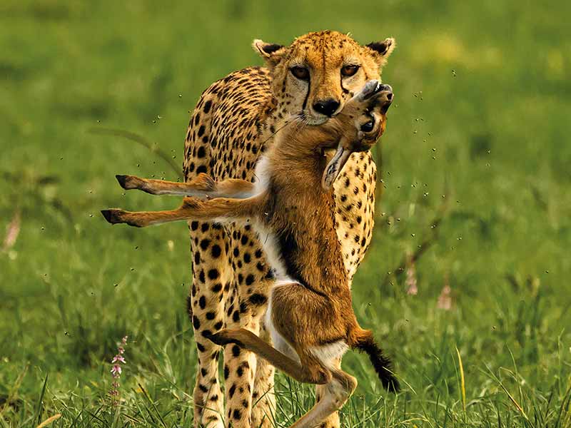 Private Safari Travel foto