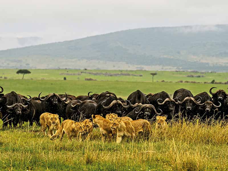 Private Safari Travel foto