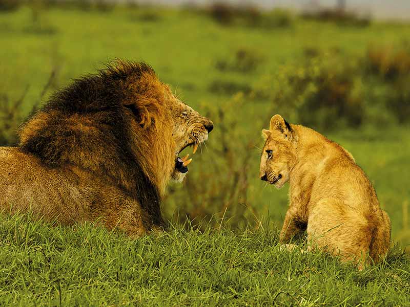 Private Safari Travel foto