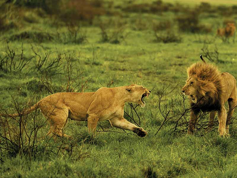 Private Safari Travel foto