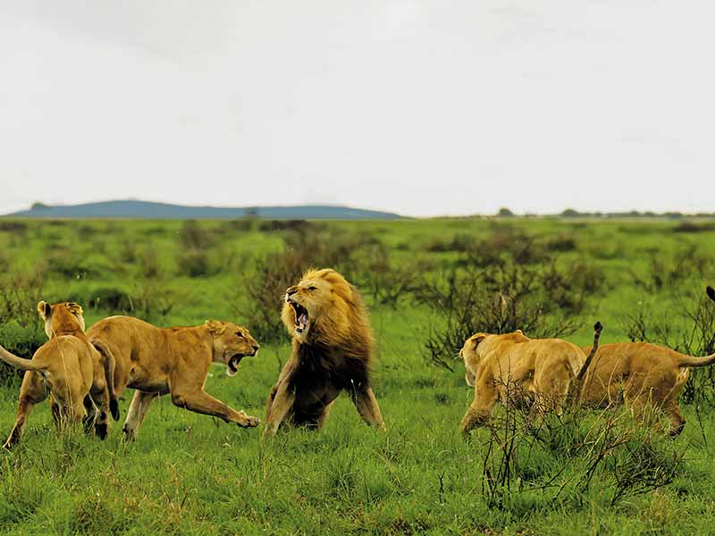 Private Safari Travel foto