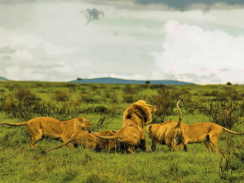 Private Safari Travel foto