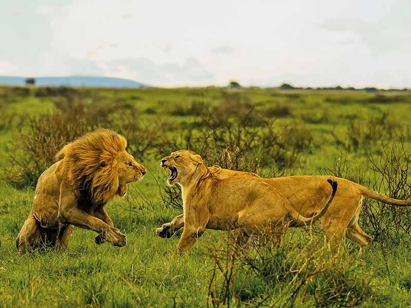 Private Safari Travel foto