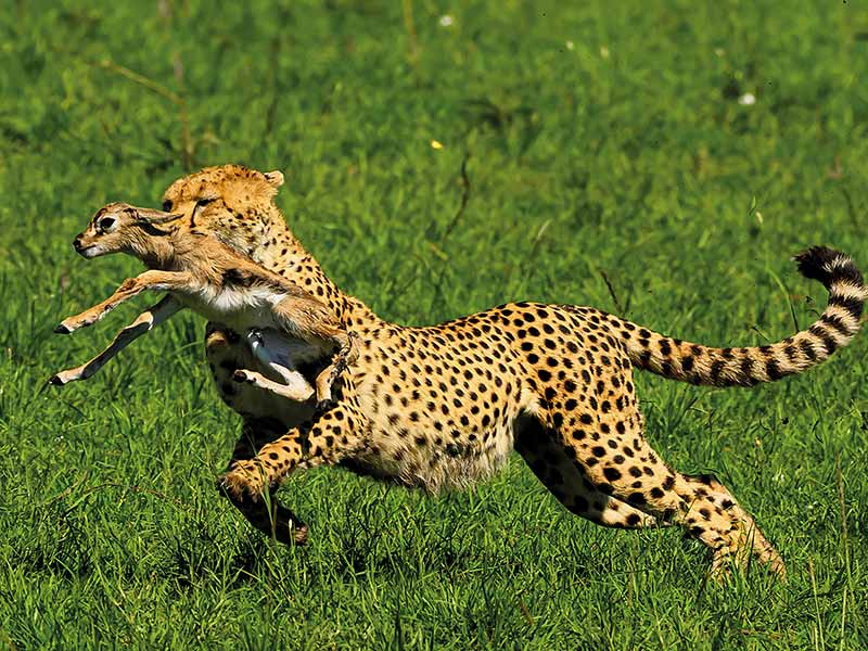 Private Safari Travel foto