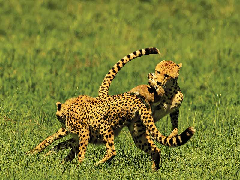 Private Safari Travel foto