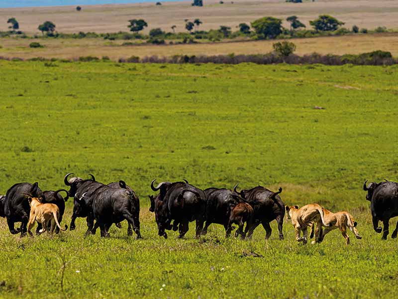 Private Safari Travel foto