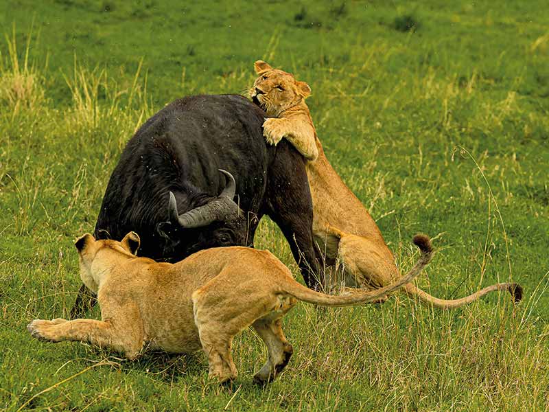 Private Safari Travel foto