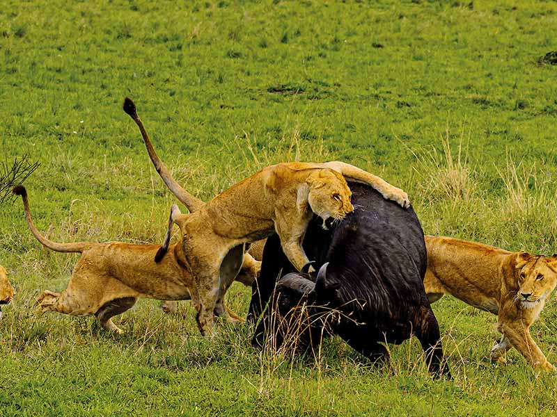 Private Safari Travel foto