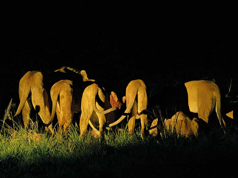 Private Safari Travel foto