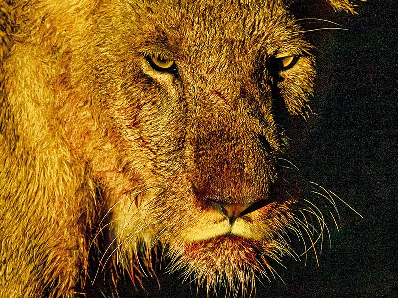 Private Safari Travel foto