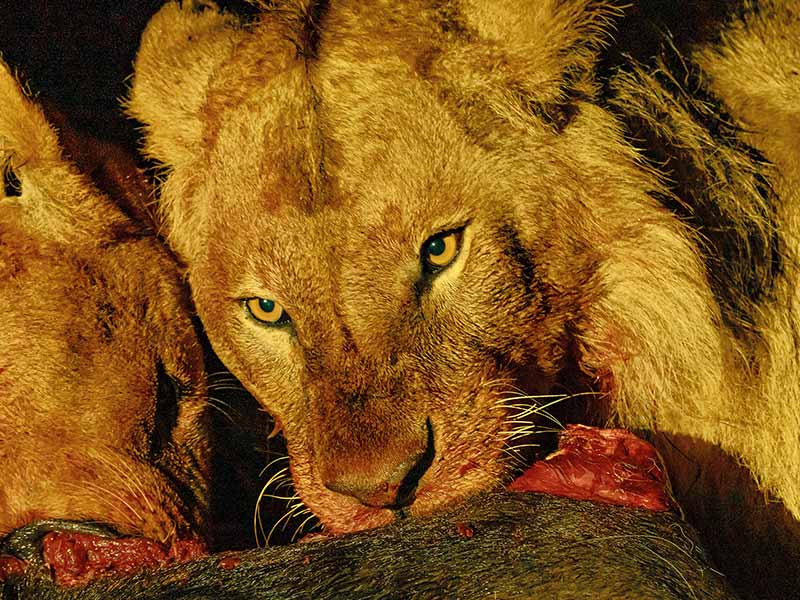Private Safari Travel foto