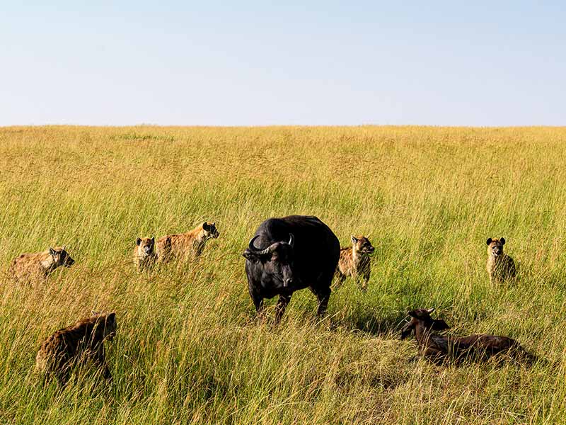 Private Safari Travel foto