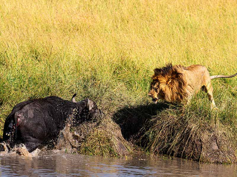 Private Safari Travel foto
