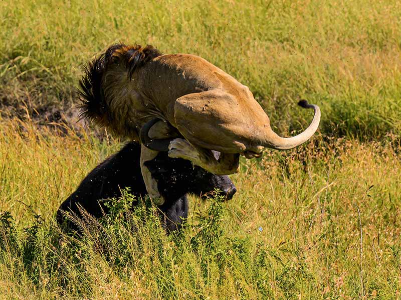 Private Safari Travel foto