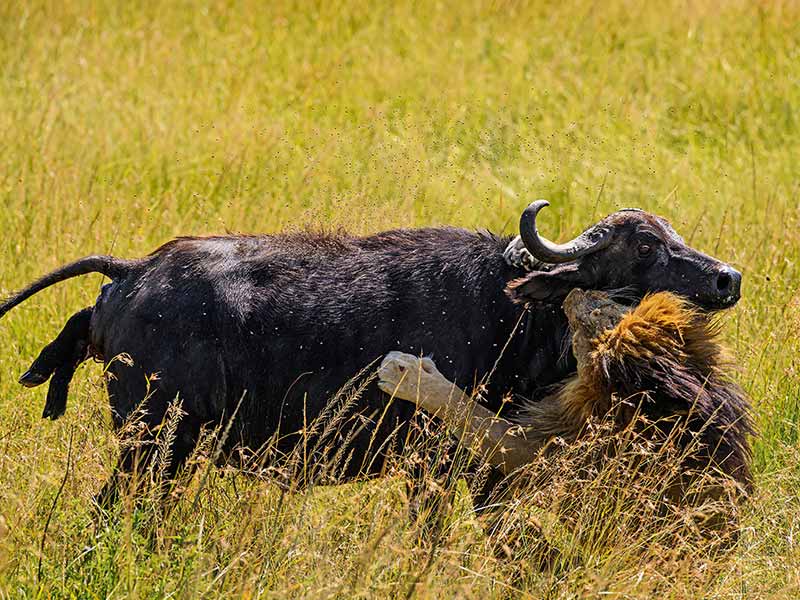 Private Safari Travel foto