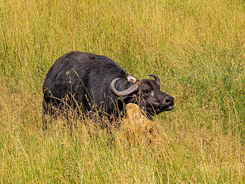 Private Safari Travel foto