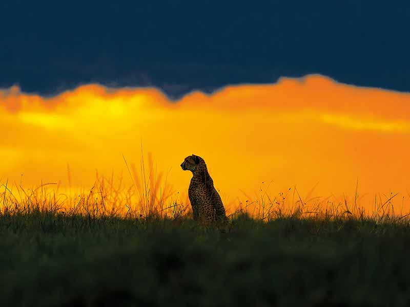 Private Safari Travel foto