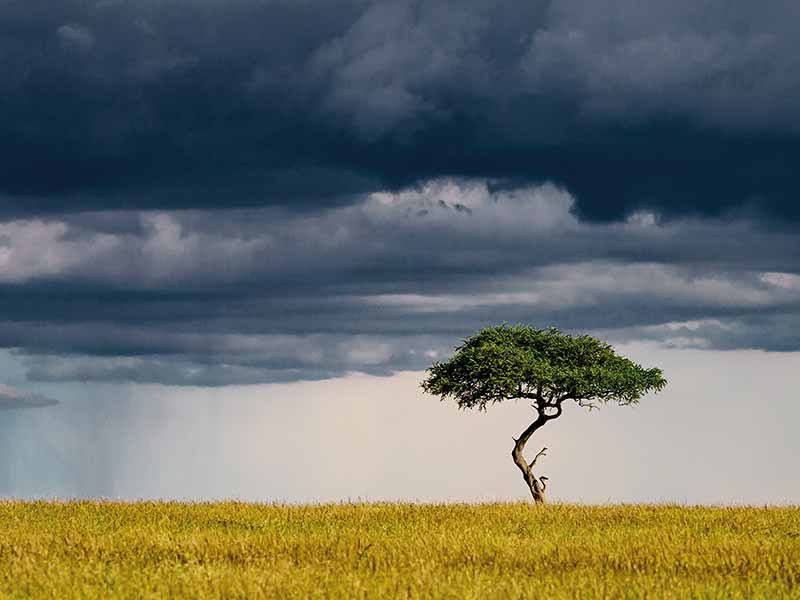 Private Safari Travel foto