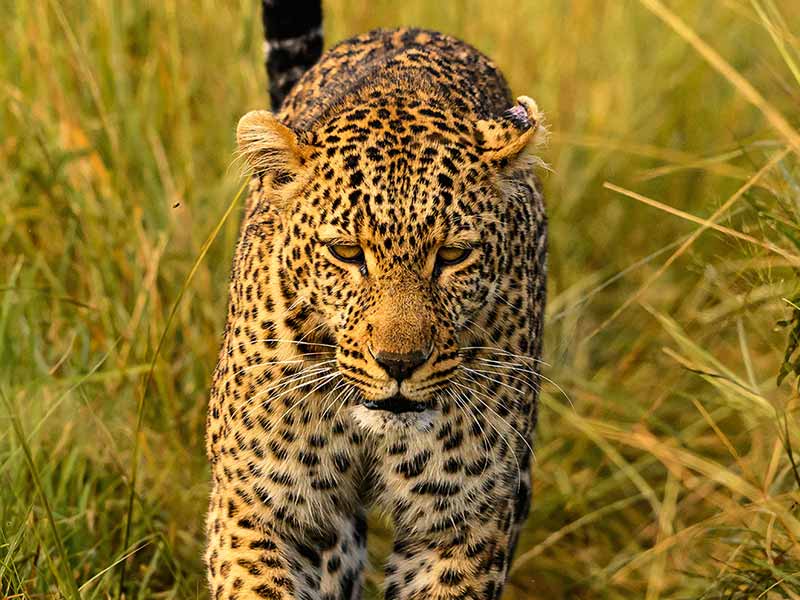 Private Safari Africa foto