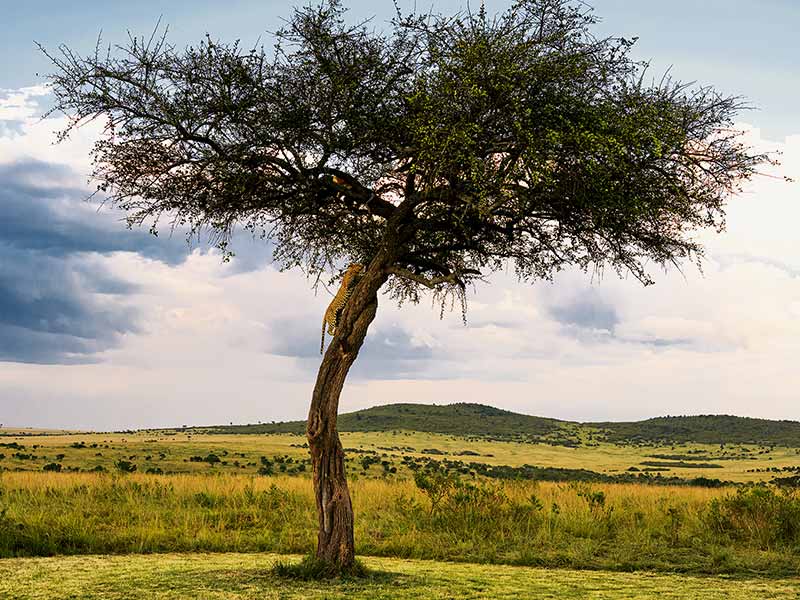Private Safari Africa foto