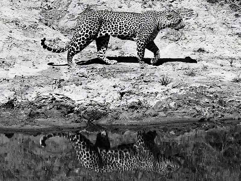 Private Safari Africa foto