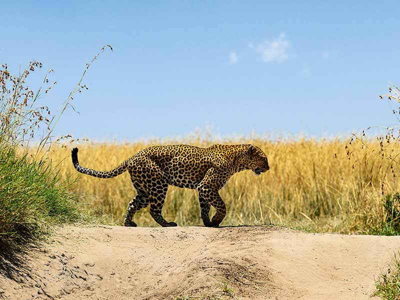 Private Safari Africa foto