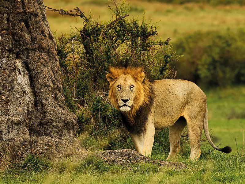 Private Safari Travel foto