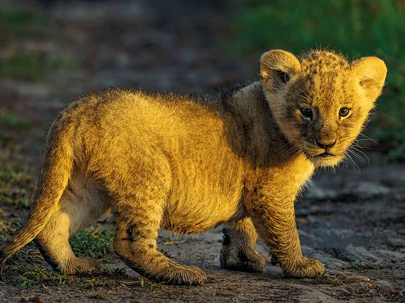 Private Safari Travel foto