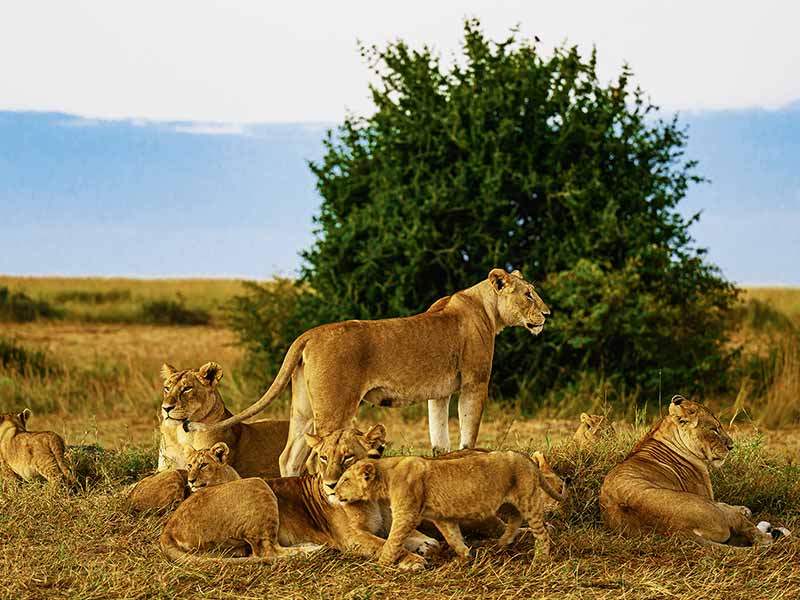 Private Safari Travel foto
