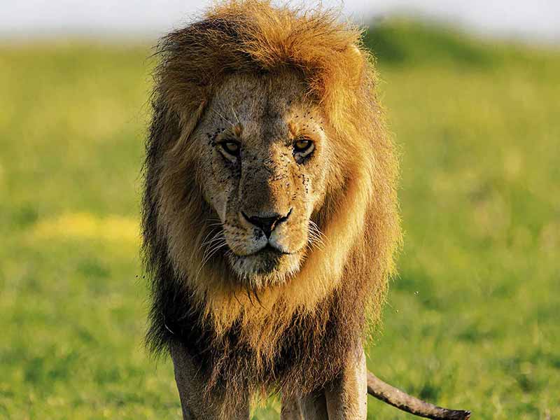 Private Safari Travel foto