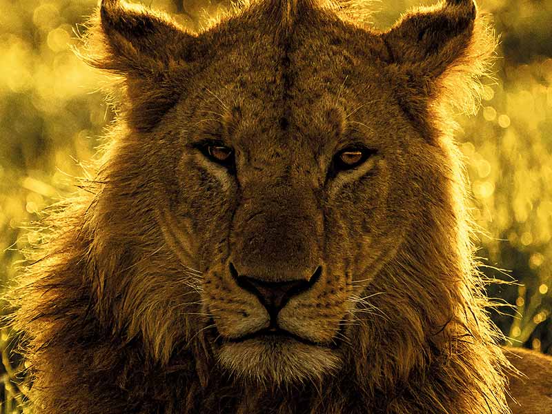 Private Safari Travel foto