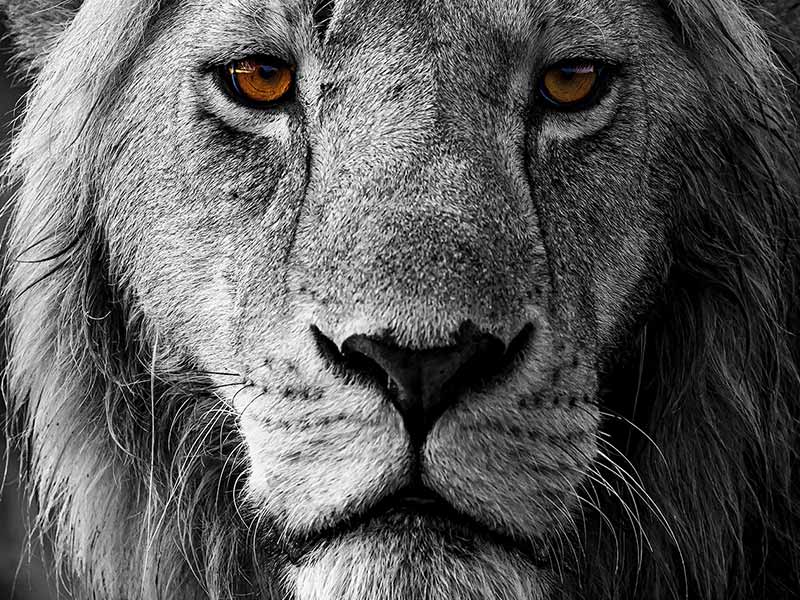 Private Safari Travel foto