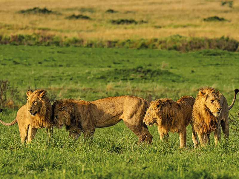 Private Safari Travel foto