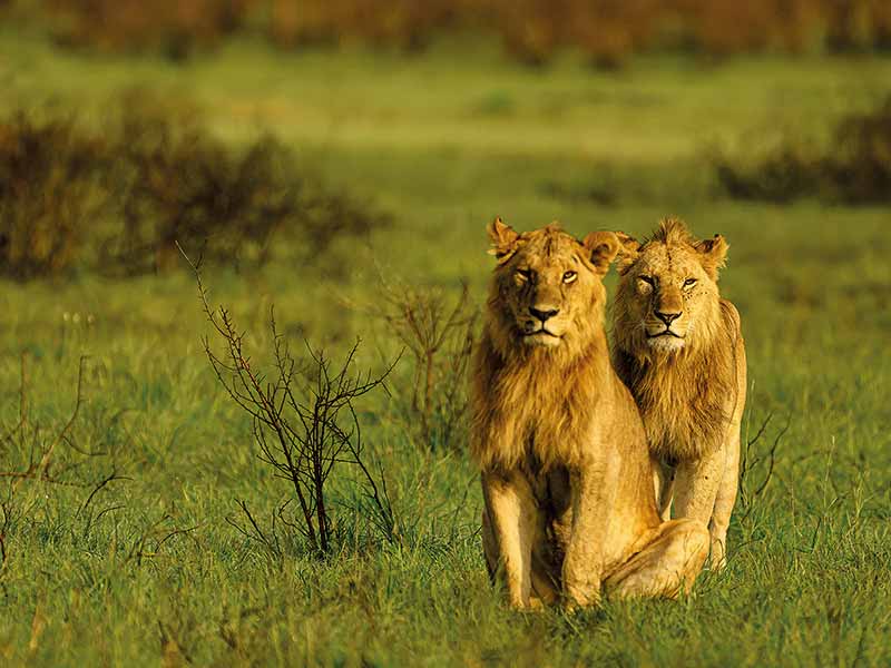 Private Safari Travel foto