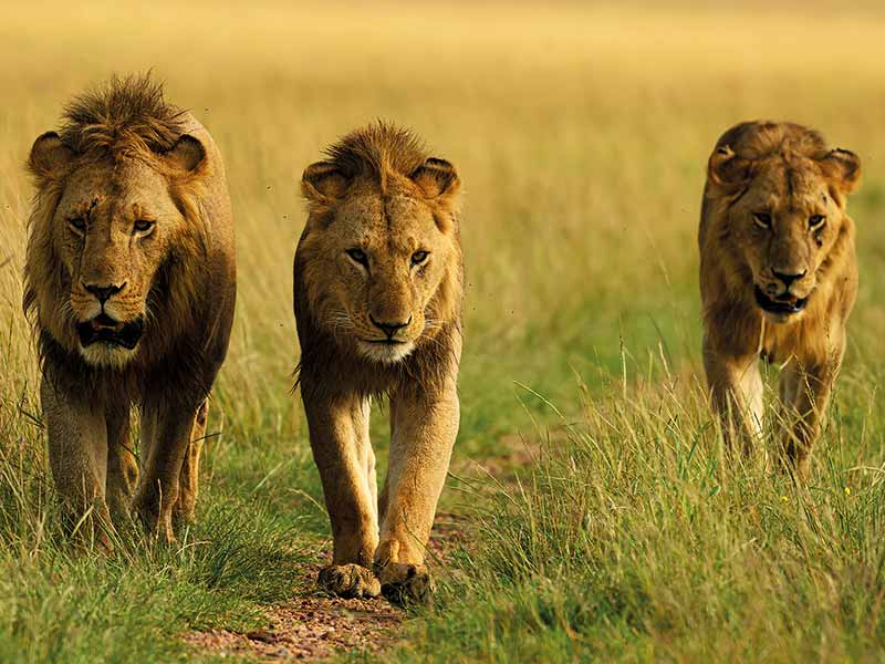 Private Safari Travel foto