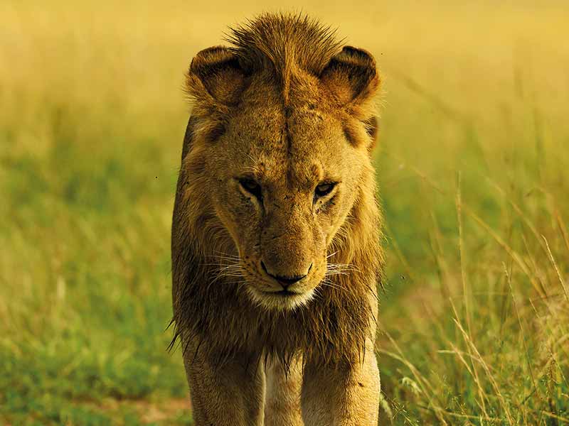 Private Safari Travel foto